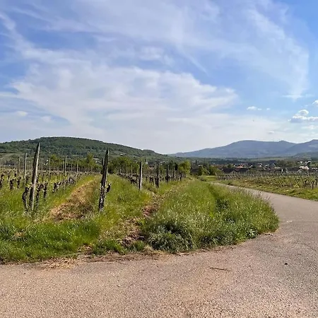 Le Nid Cosy D'obernai /2min Centre Ville/parking 別荘 オベルネ